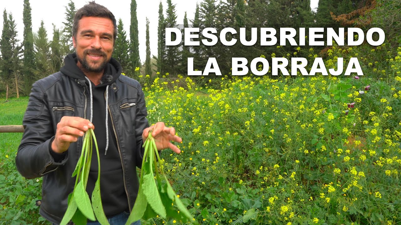 Descubriendo la “Borraja”
