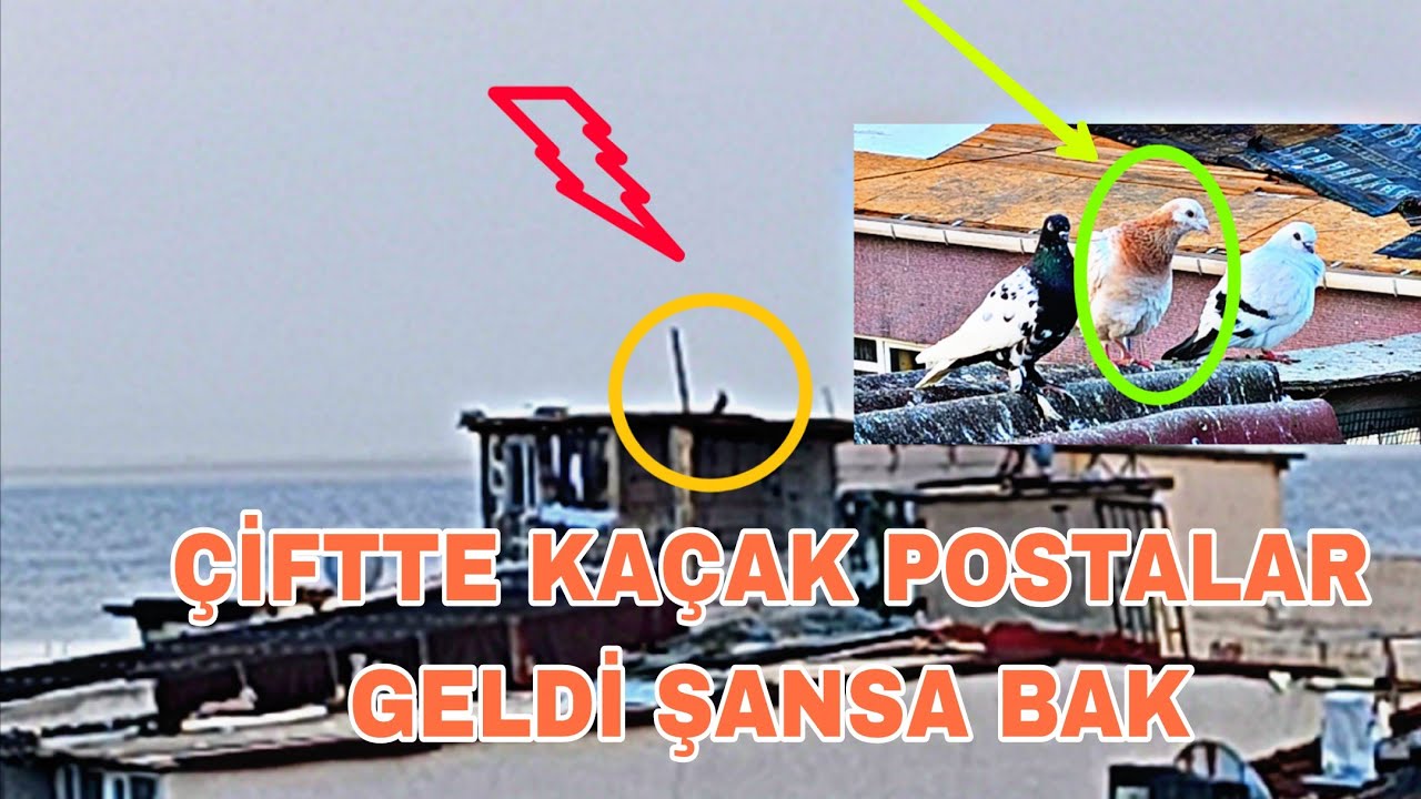 ÇİFTTE KAÇAK POSTALAR GELDİ ŞANSA BAK KOLAY YOKMA OLDU
