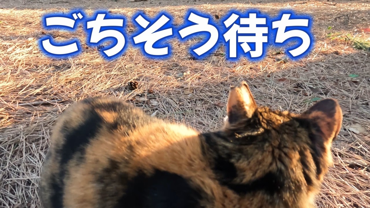 【海岸猫】ごちそう期待!! 好天の三連休初日 2026.2.21すっぴん撮って出し