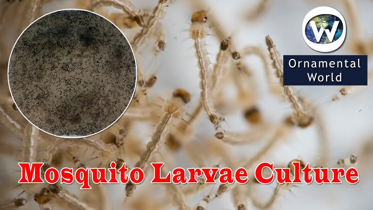 How to culture mosquito larvae for fish at home? l كيفية تربية يرقات البعوض للأسماك في المنزل؟