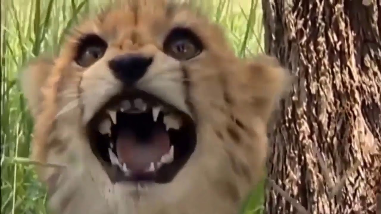 eagle attacks baby leopard