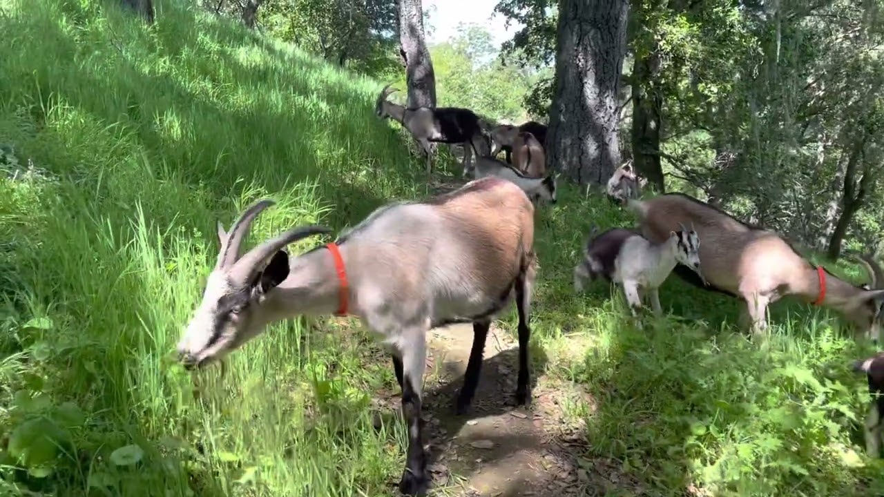 Walking the Trail with 21 Goats for Grazing Meditation