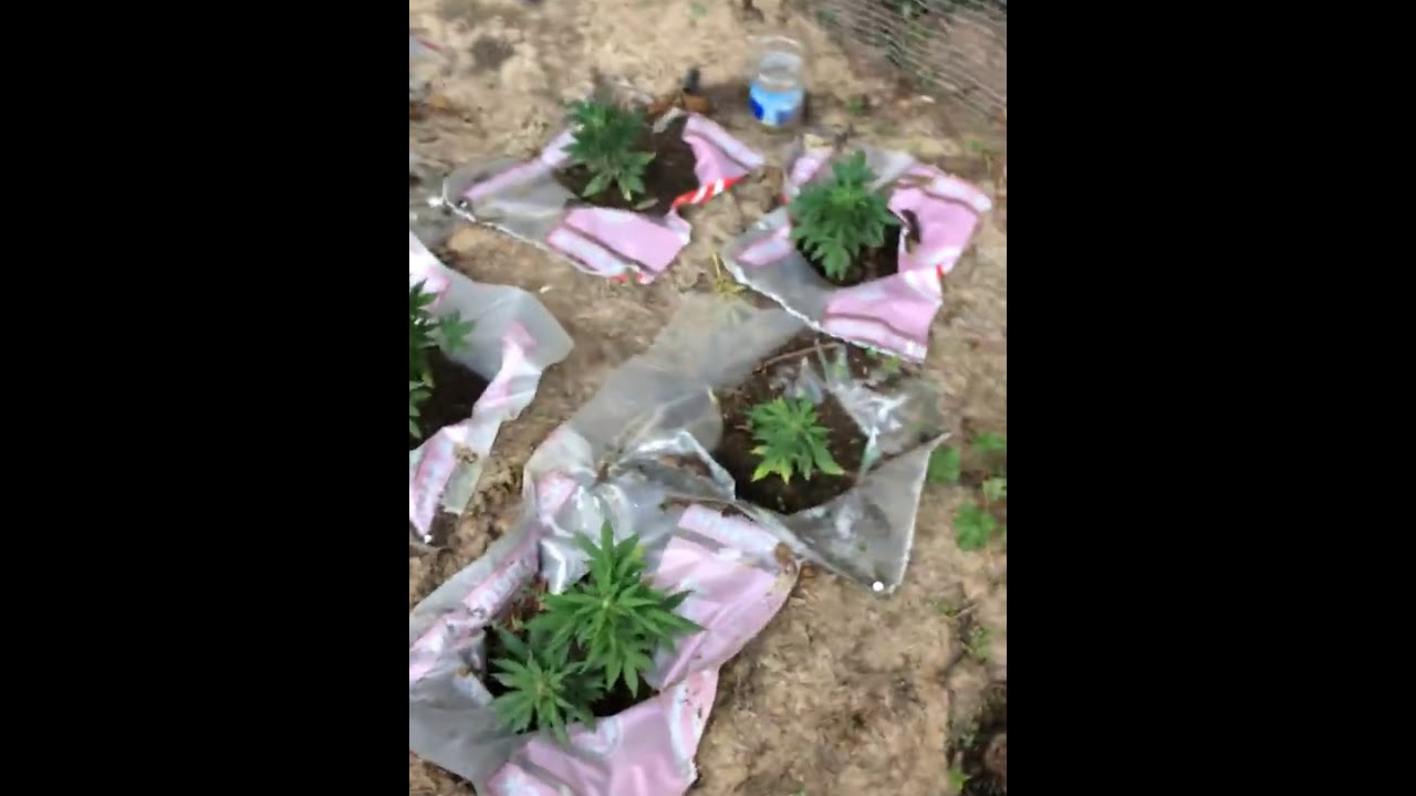 Outdoor guerrilla grow 2017 video 12