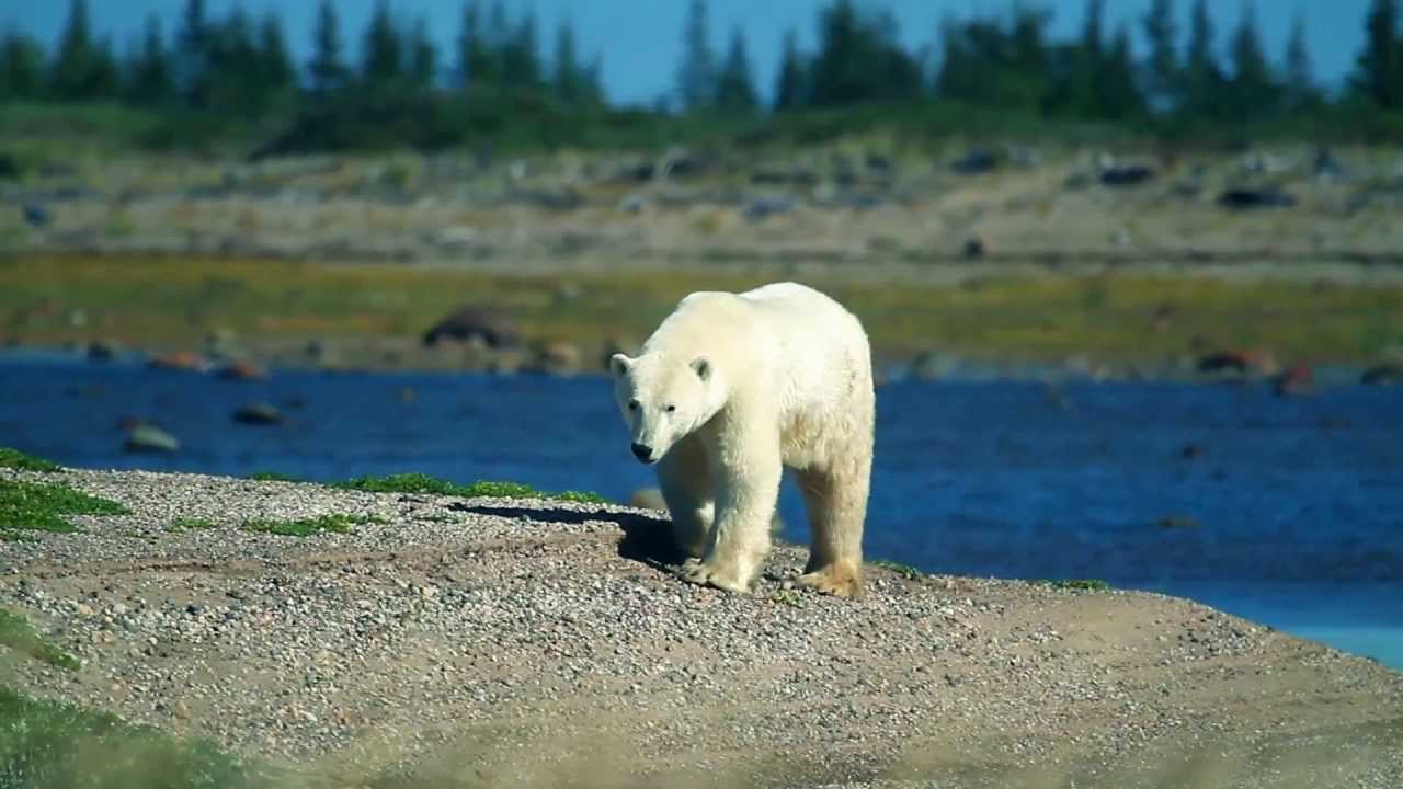 The Polar Bear Whisperer