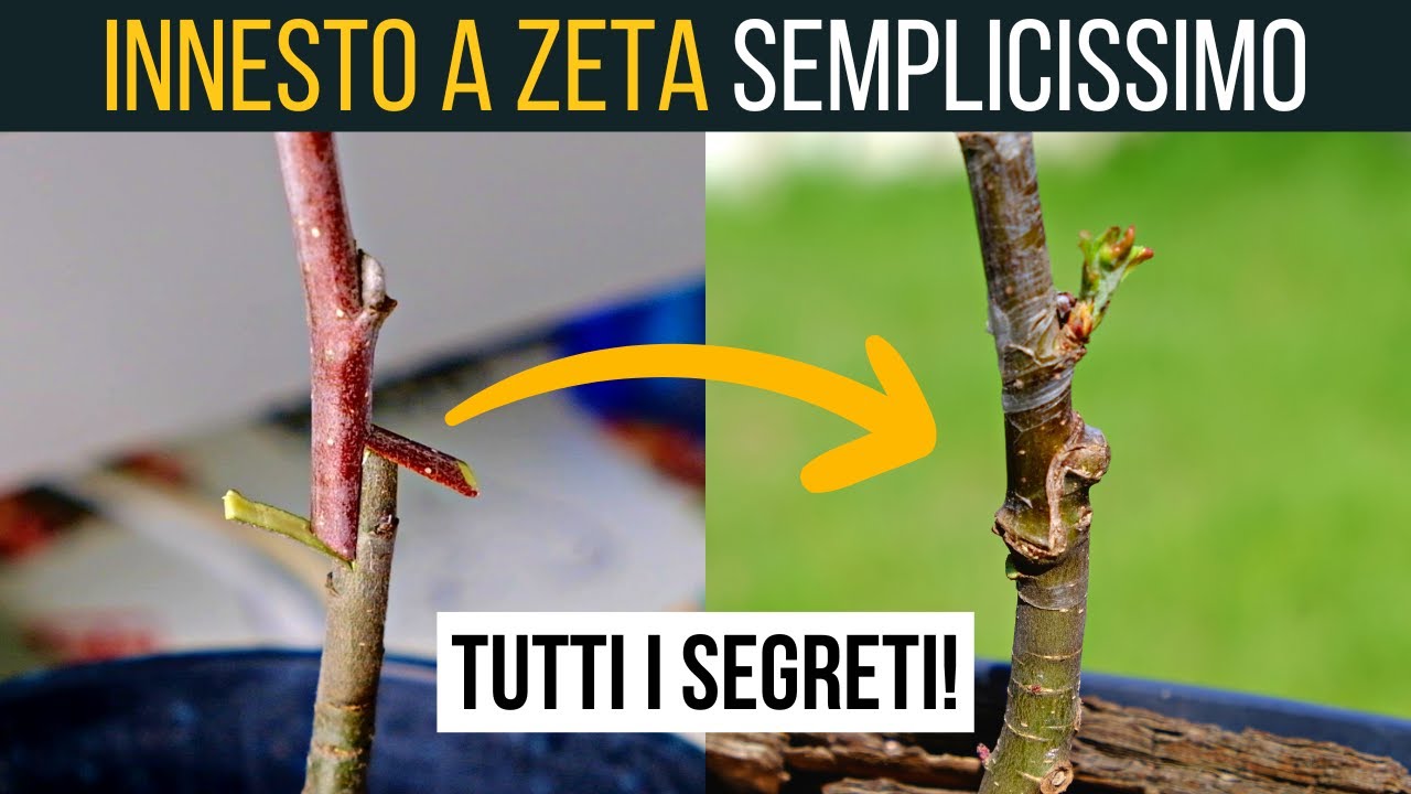 INNESTO SEMPLICISSIMO A ZETA del melo🍎 | Food Stories