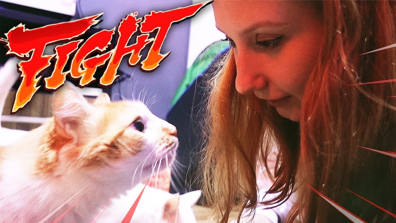 ENFRENTEI O THOR, O GATO MAIS AGRESSIVO DO YOUTUBE! | VIDA DA CEREJA #03