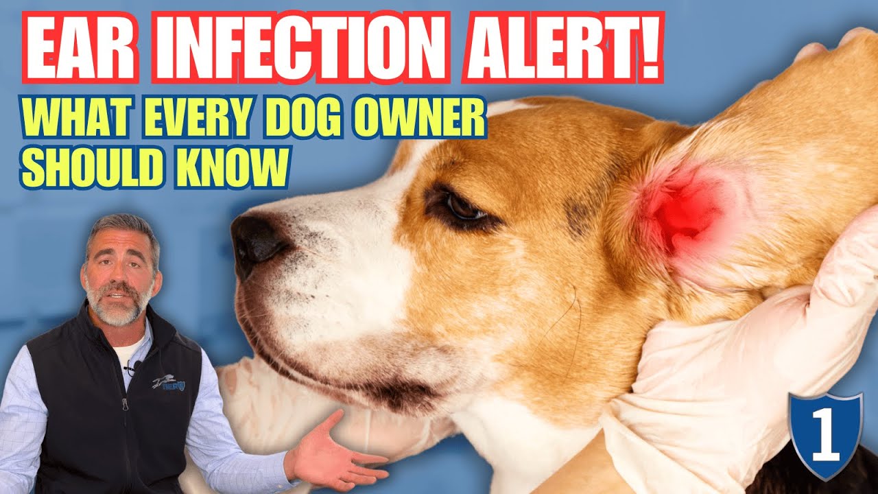 What Every Pet Owner Needs to Know About Ear Infections