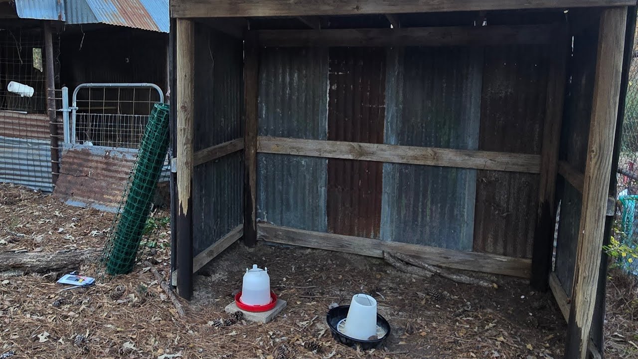 ❤️ Baby Chickens New House