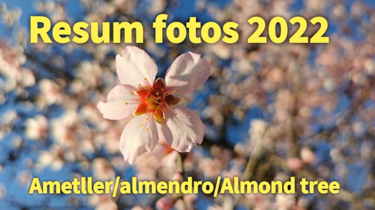Resum fotos 2022, flors d'ametller