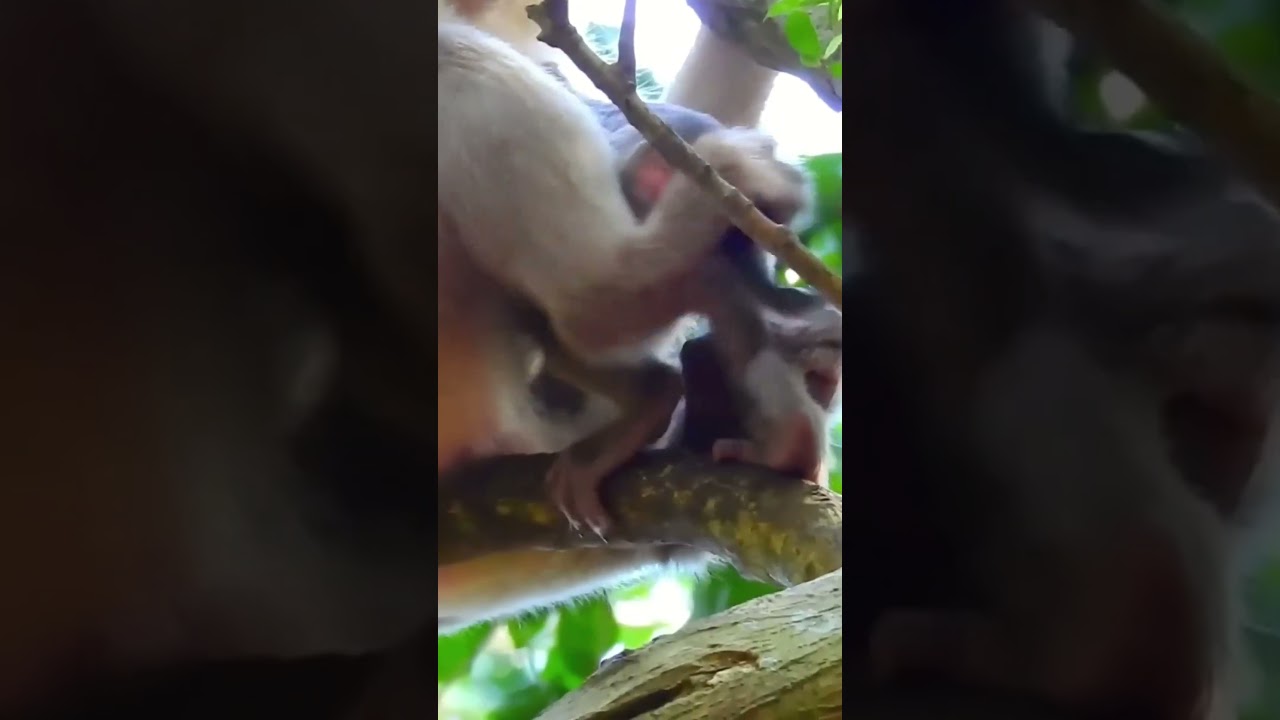 OMG! Why you do like this, Sadness video #monkey #animal #fyp #love #foryou #foryoupage #video #fb