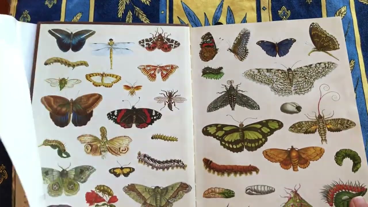 Review: The Girl Who Drew Butterflies by Joyce Sidman