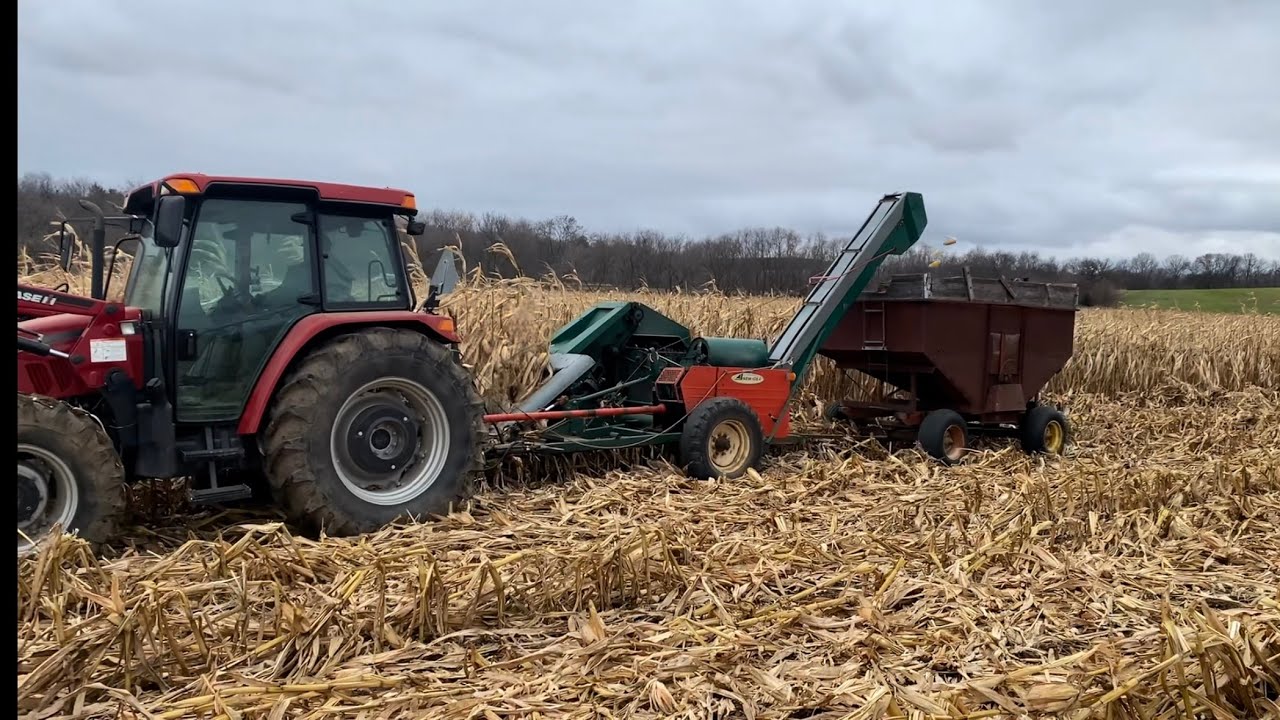Picking ear corn!