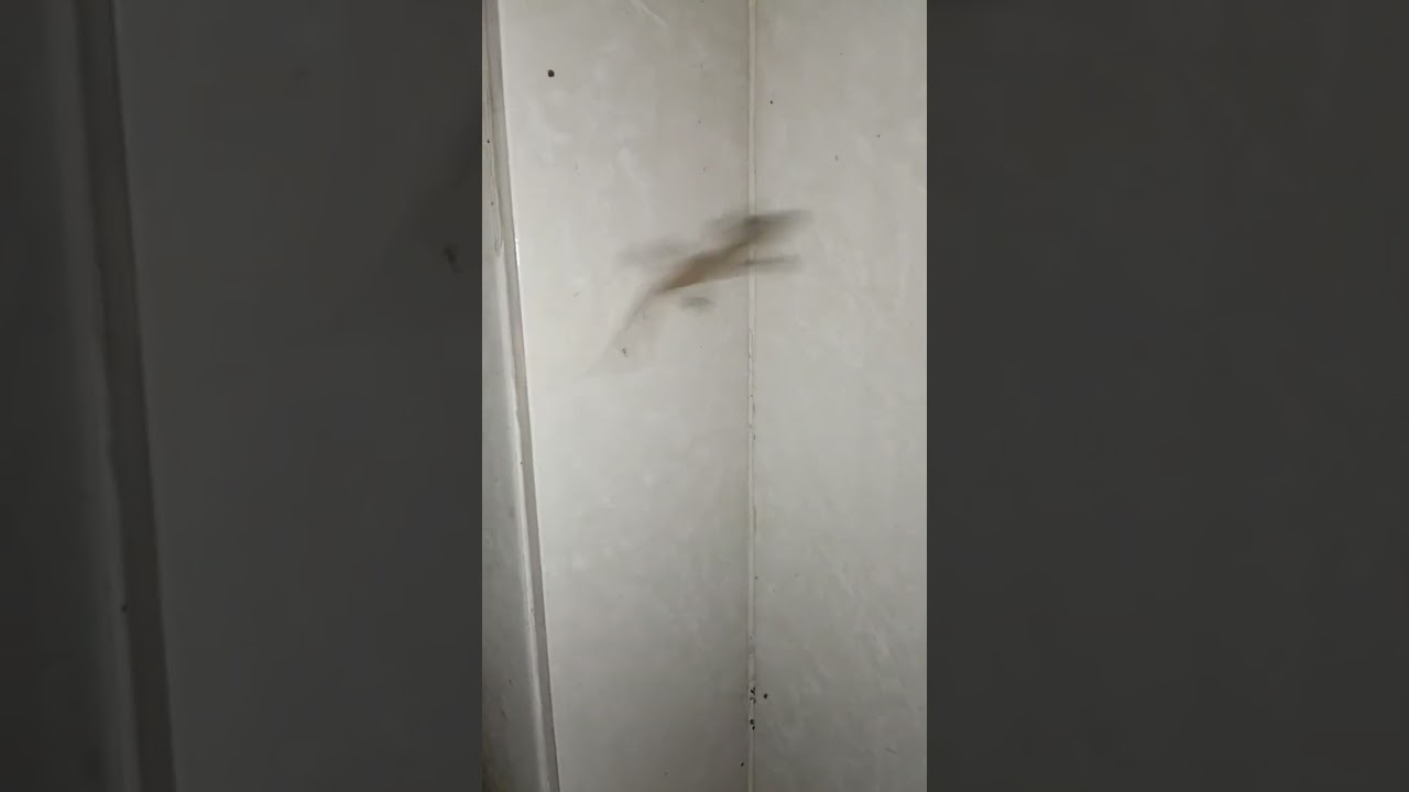 Flying lizard #lizards #reptiles #cute #animals #nature