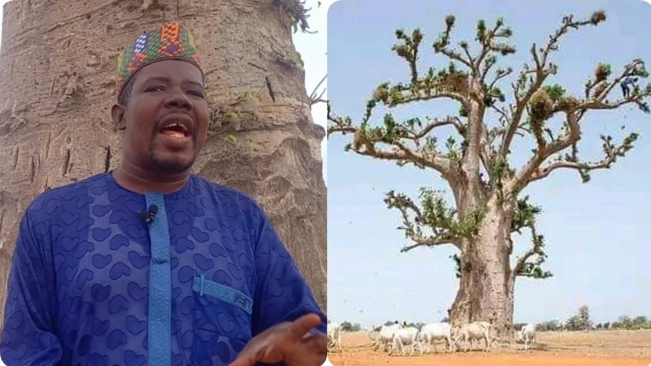 Cikakken Bayani gameda bishiyar kuka da amfanin ta ga lafiyar dan Adam-Dr. Adam Salisu Hassan.