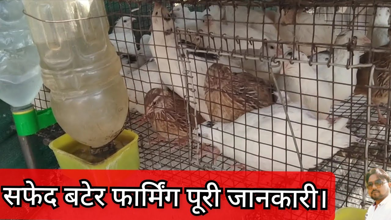 #quailfarming bater palan // आउटडोर सफेद बटेर फार्मिंग // bater farming in India
