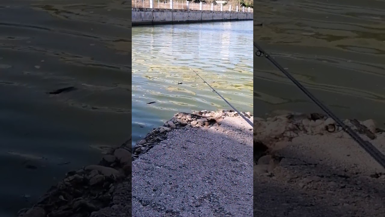 Pesca spigole e cefali al calale di Ostia