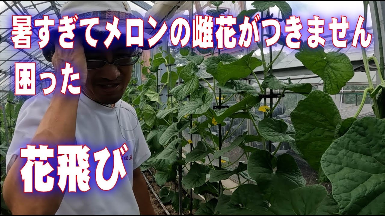 暑すぎてメロンの雌花がつかない　花飛び　grow melons