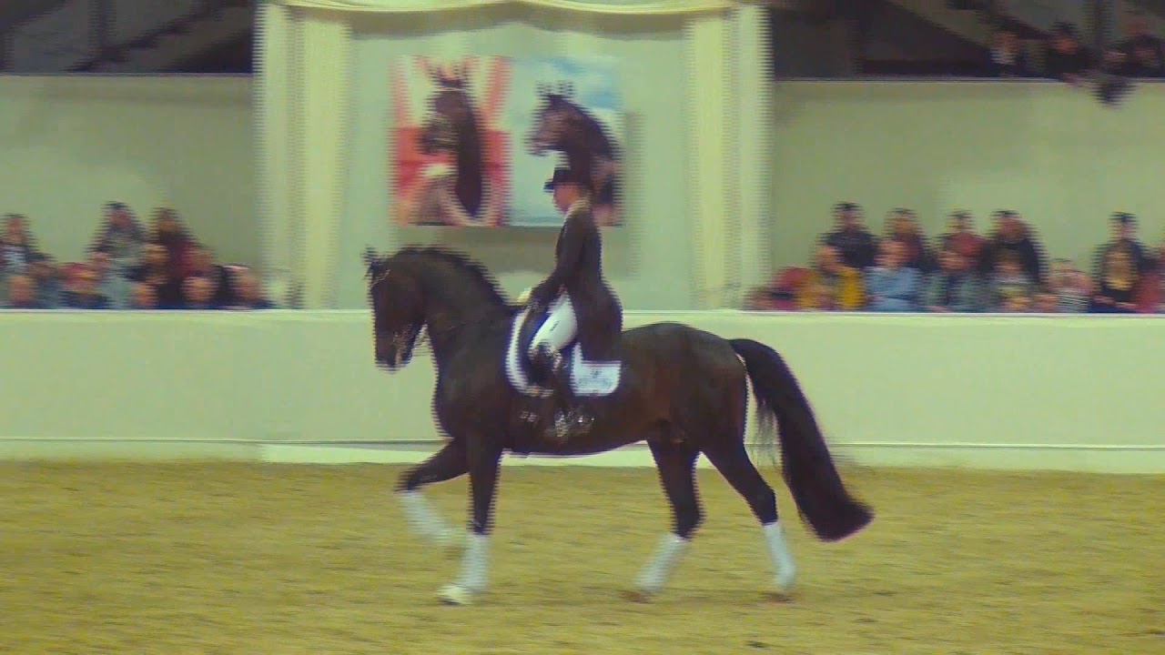FOR ROMANCE & Therese Nilshagen - Hengstschau Vechta 2018