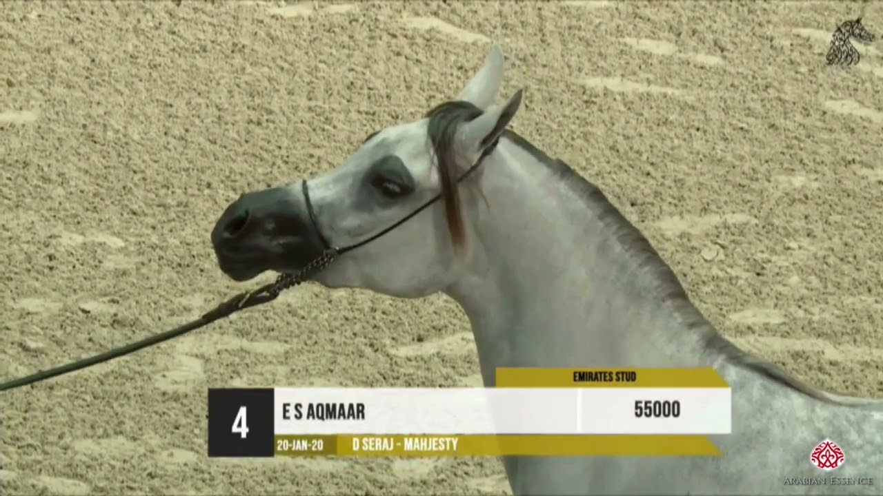 Sharjah INT  Straight Egyptian 2022   Auction part 1