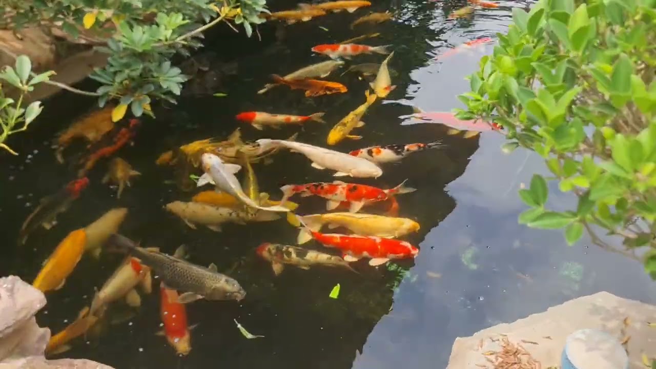 Very nice place for Koi Fish . Living when you visit got relaxing 