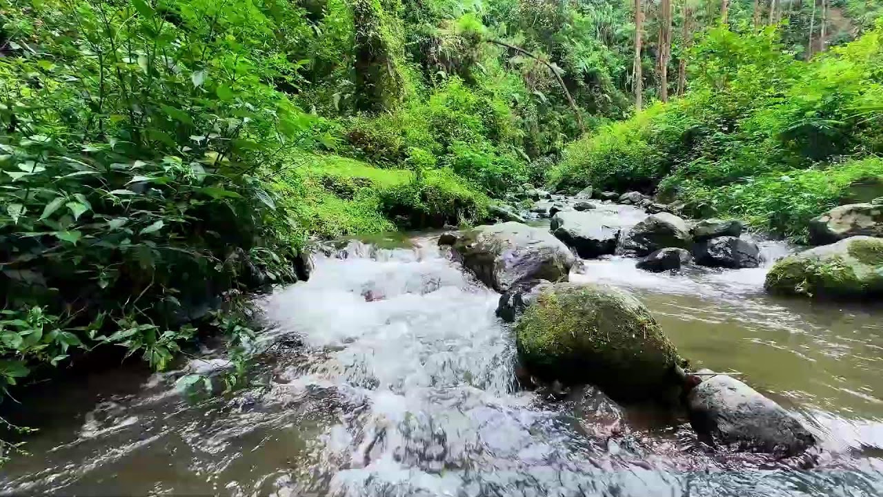 Relax to river sound around silent leafy river scenery guiding smooth breathing into deeper deep sle
