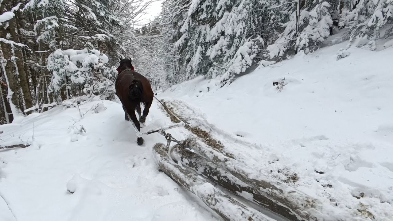 Зимова казка❄️Робота в лісі з кіньми🪓🪚коні в роботі🌬️
