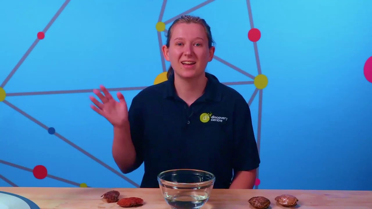 BiteSize Science- Ocean Acidification