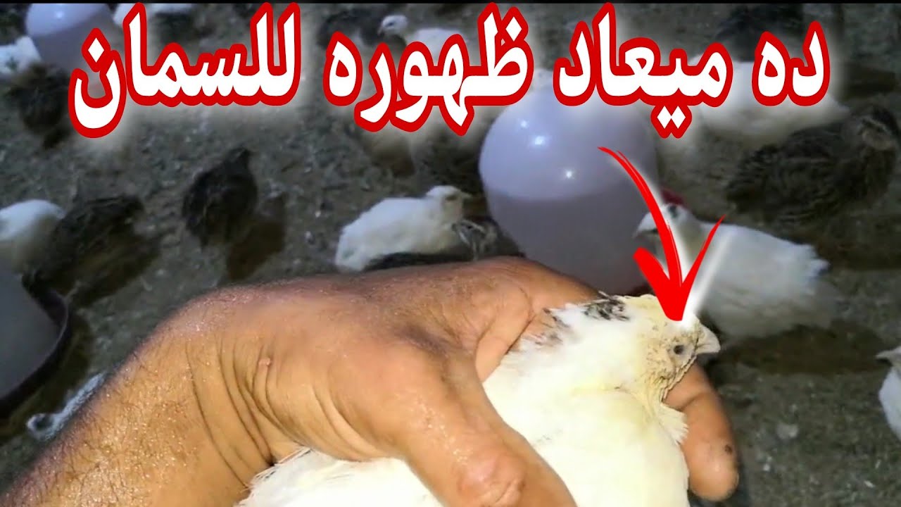 أسباب وعلاج التهاب وورم عيون السمان ( الفري )