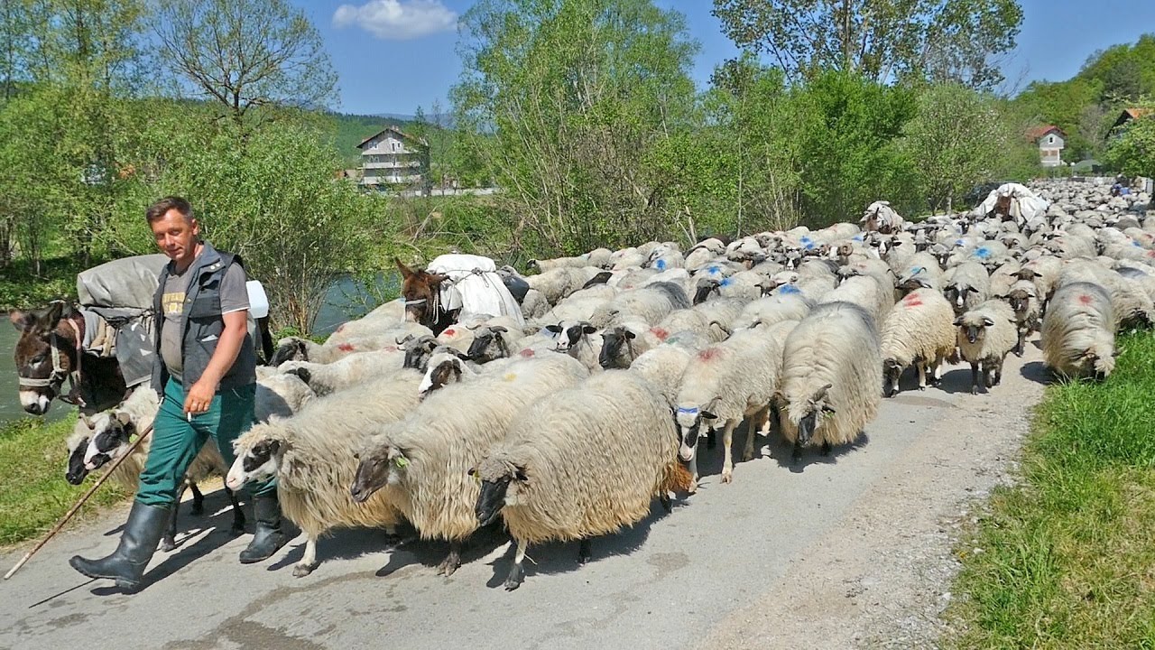 Ispratili smo nomade na dalek put, 1500 ovaca na jednom mjestu
