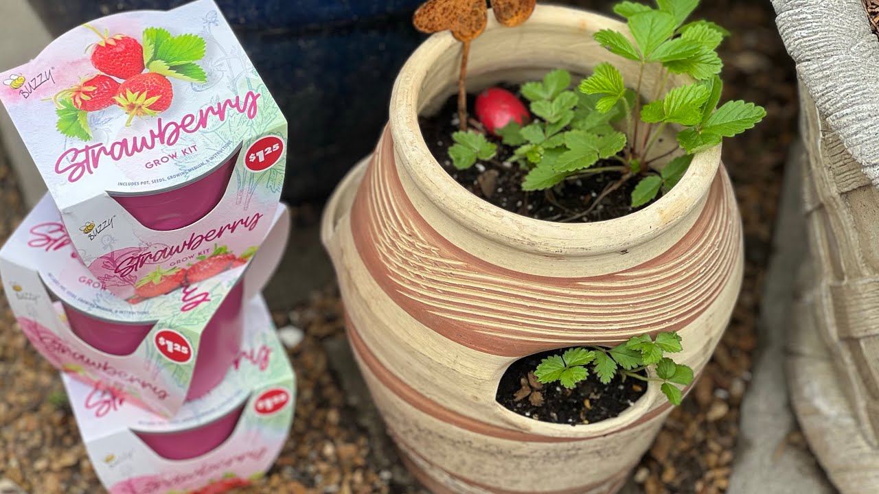 DOLLAR TREE BUZZY GROW KITS! Strawberry Seeds Need This!!!