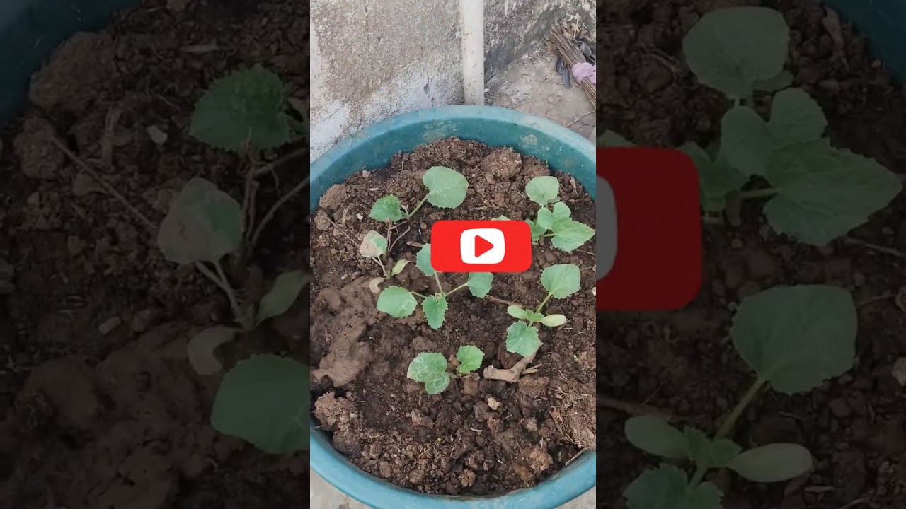 Garden tour 