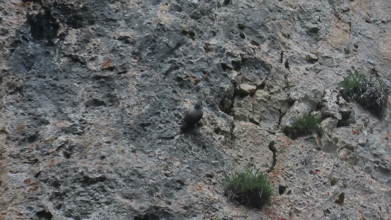 Wallcreeper (Tichodroma muraria)