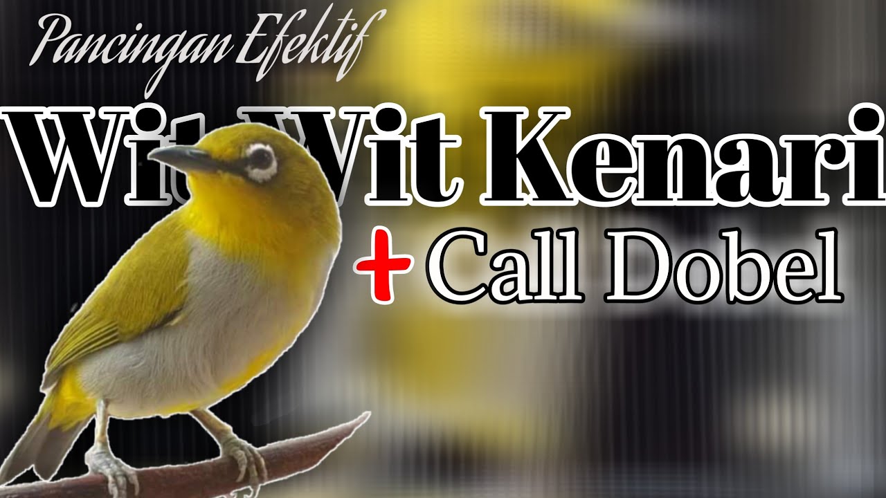 MASTERAN PLECI WIT WIT KENARI (call dobel) variasi