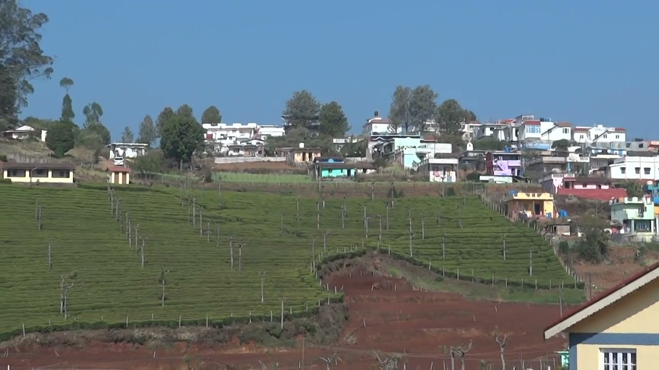 Ooty Tea Estate