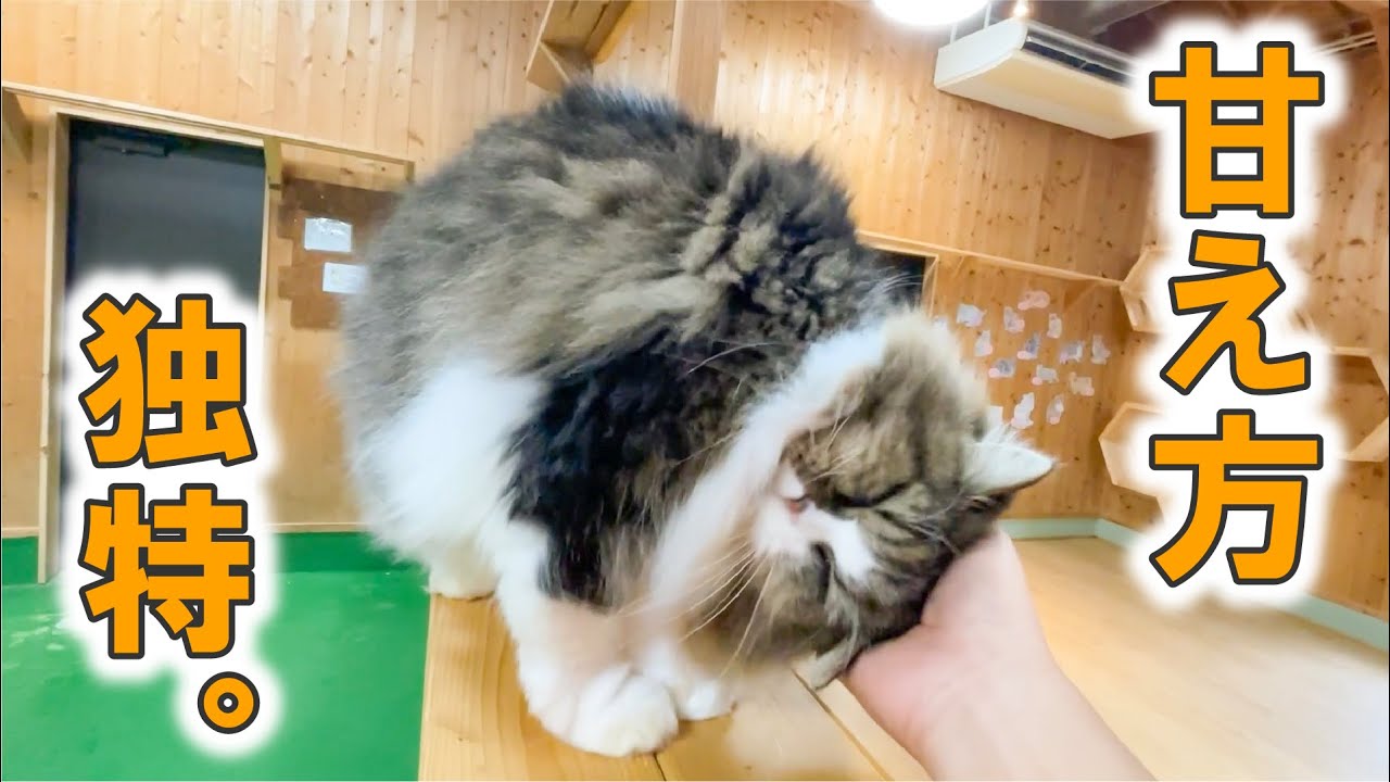 甘えたい時の体勢が独特過ぎる猫。
