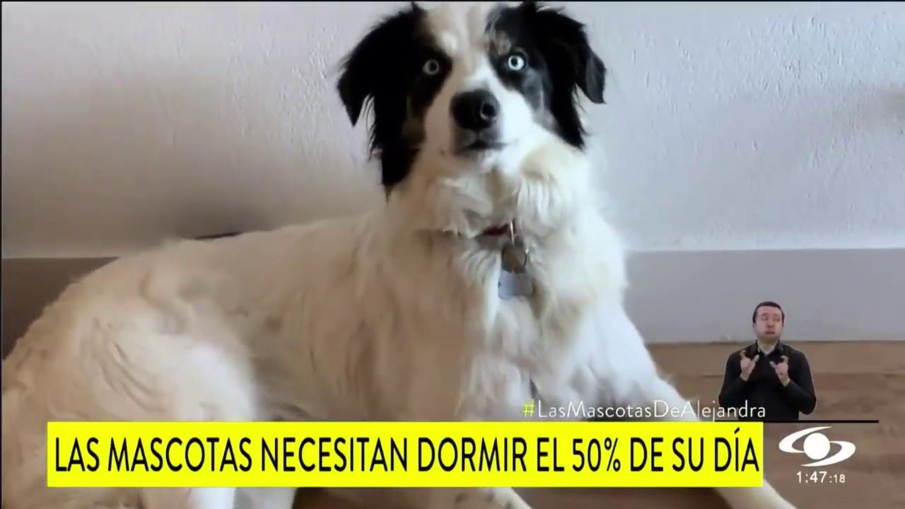 Las Mascotas de Alejandra