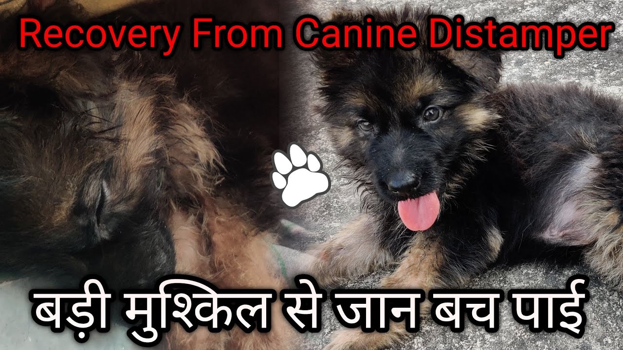 Puppy Recovery - Dying Puppy saved from Canine Distemper [FULL STORY]