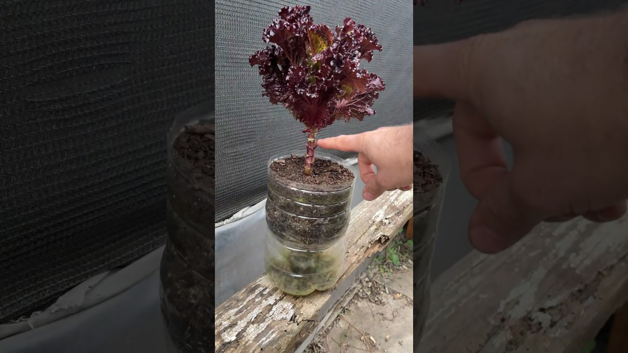 Cosechar LECHUGAS hoja por hoja o Toda la planta?
