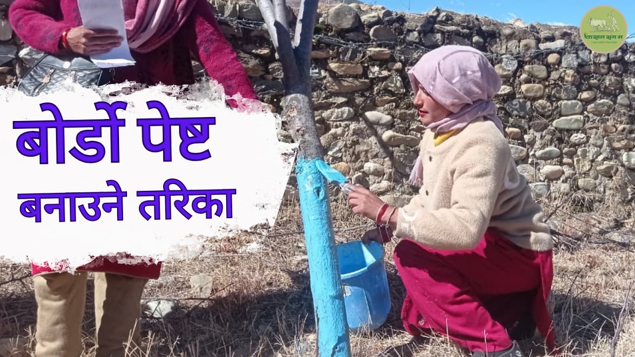 बोर्डो पेष्ट कसरी बनाउने?|How to Prepare Bordeaux Paste?