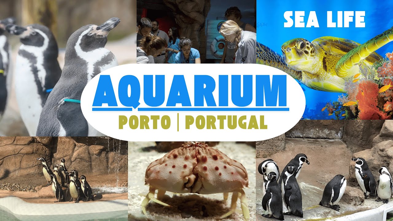 Погрузитесь в SEA LIFE Porto: подводную страну чудес Португалии