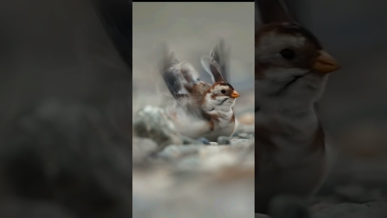Snow Bunting ~ Ireland ~ cute #shorts