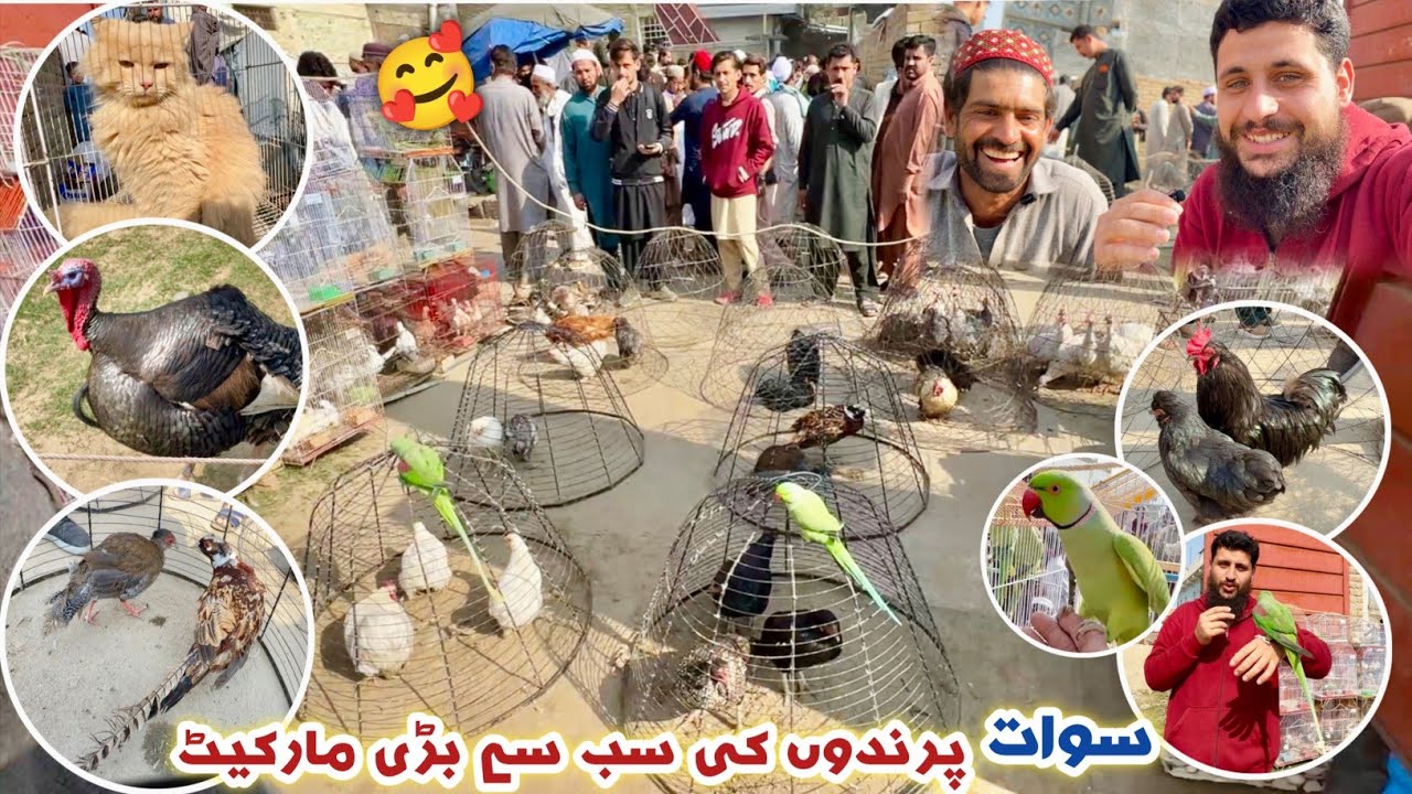 Birds 🐦 Market Swat New Updates 26/02/2026 Ring nick Turkey Birds Francolin pheasant, Izhar Ali Shah
