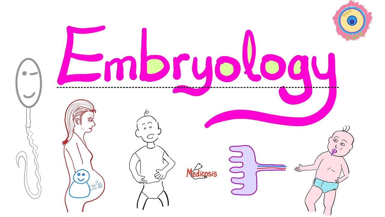 Introduction to Embryology - Learn the Basics - Clear & Simple