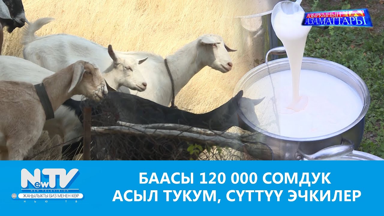NewTV// БААСЫ 120 000 СОМДУК АСЫЛ ТУКУМ, СҮТТҮҮ ЭЧКИЛЕР // АЗЫРКЫНЫН АЗАМАТТАРЫ