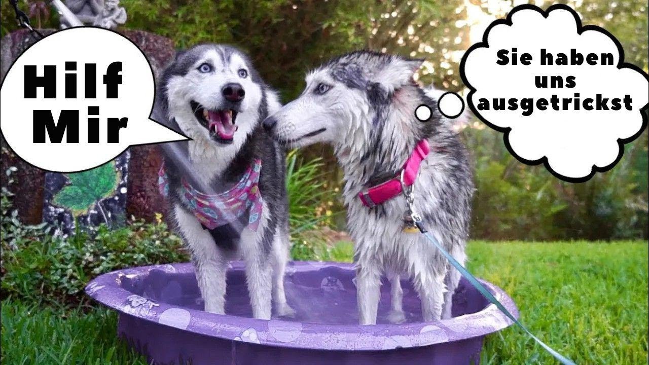 Wie wir unsere Huskies überlistet haben, in die Badewanne zu gehen! 🛀😱🤣