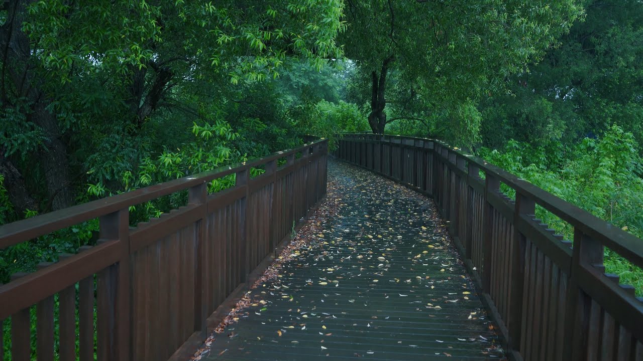 [4K Rain Walk] 녹색의 갈대밭 데크로드, 여름비 맞으며 걷습니다. Green reed field deck road, walk in the summer rain.