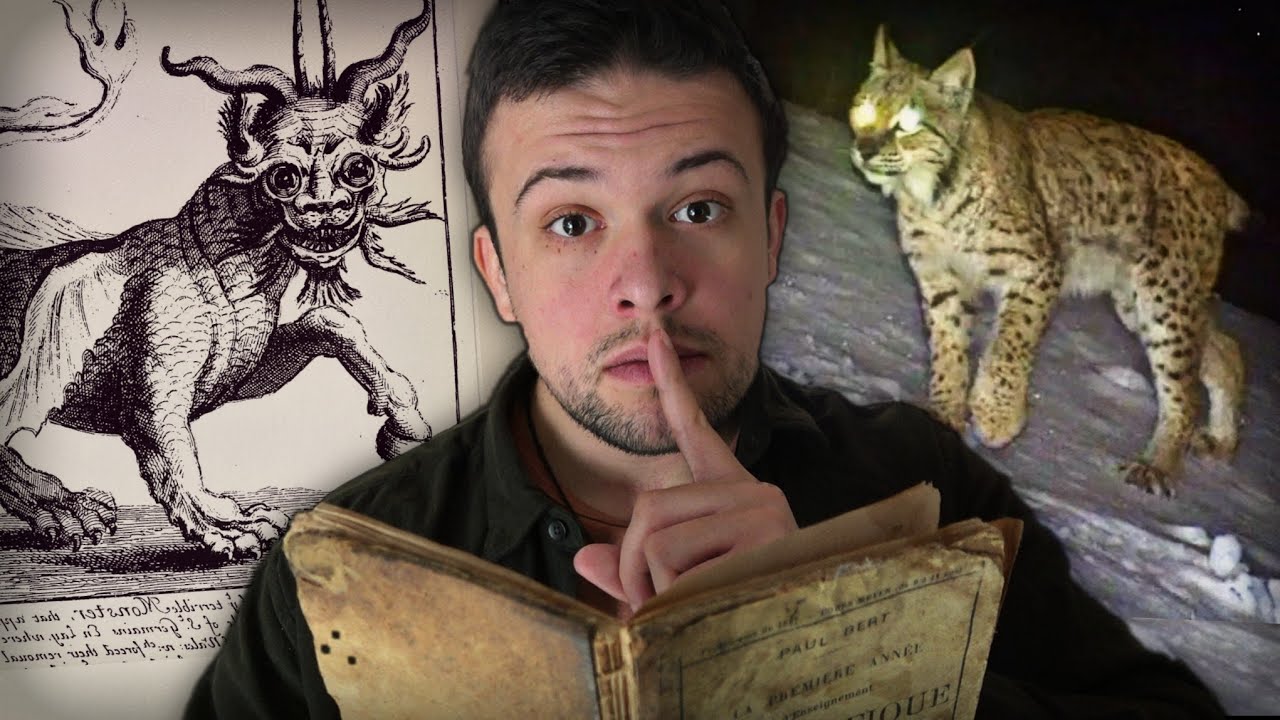 Le Lynx et Loup-Cervier : Mythes, Peurs et Légendes Oubliées