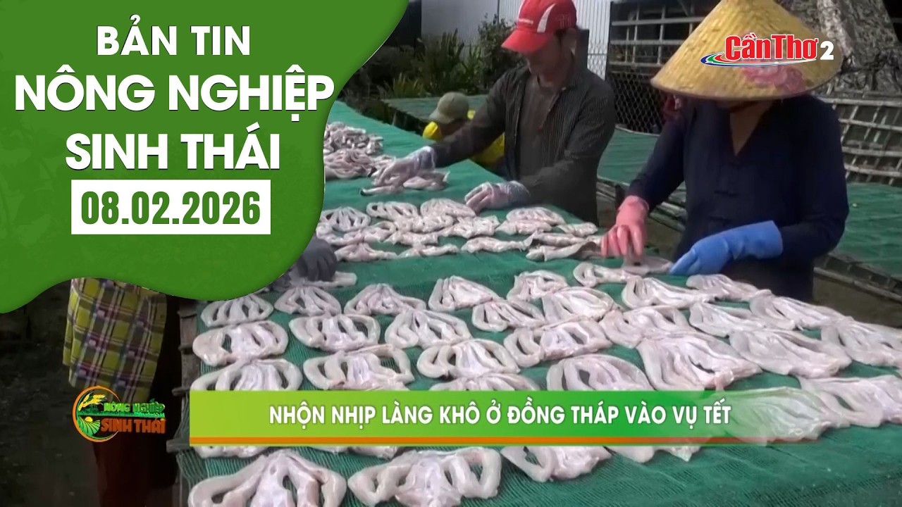Nhộn nhịp làng khô ở Đồng Tháp vào vụ Tết | NNST 08.02.2026