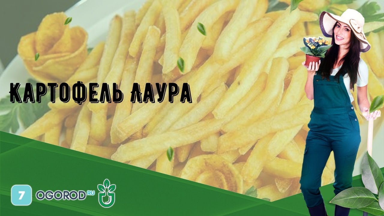 Картофель Лаура