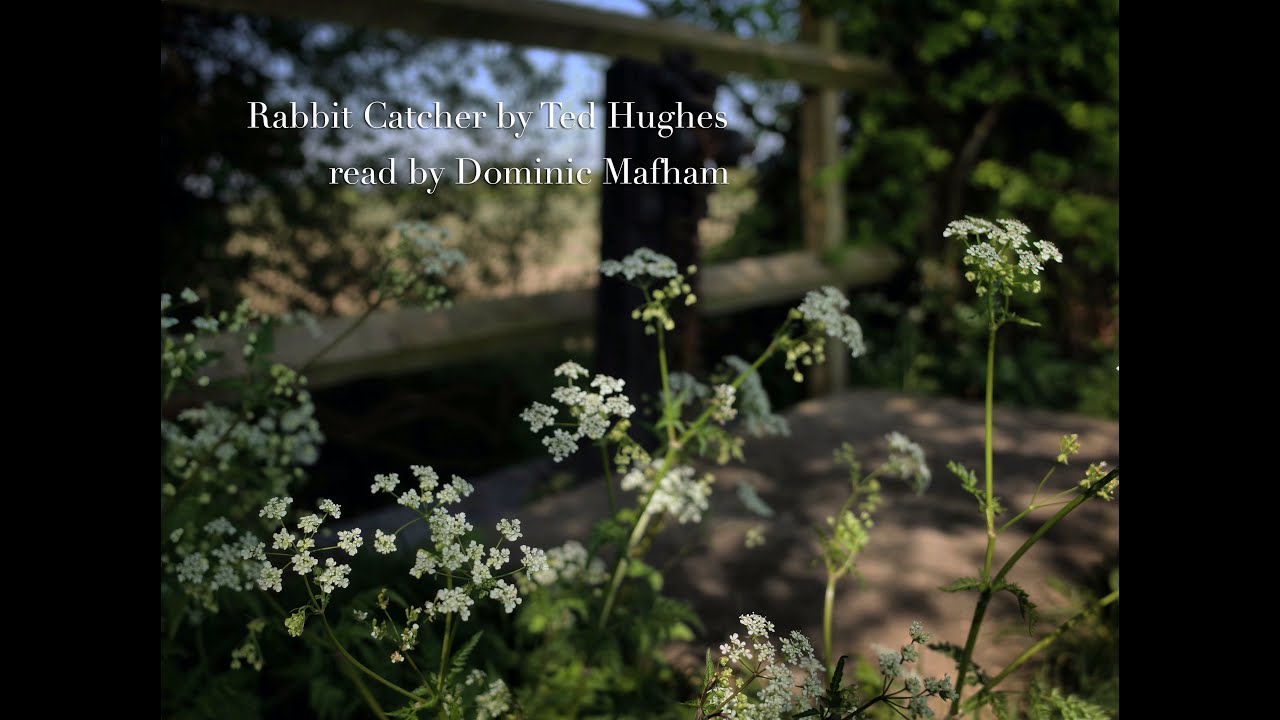 The Rabbit Catcher by Ted Hughes